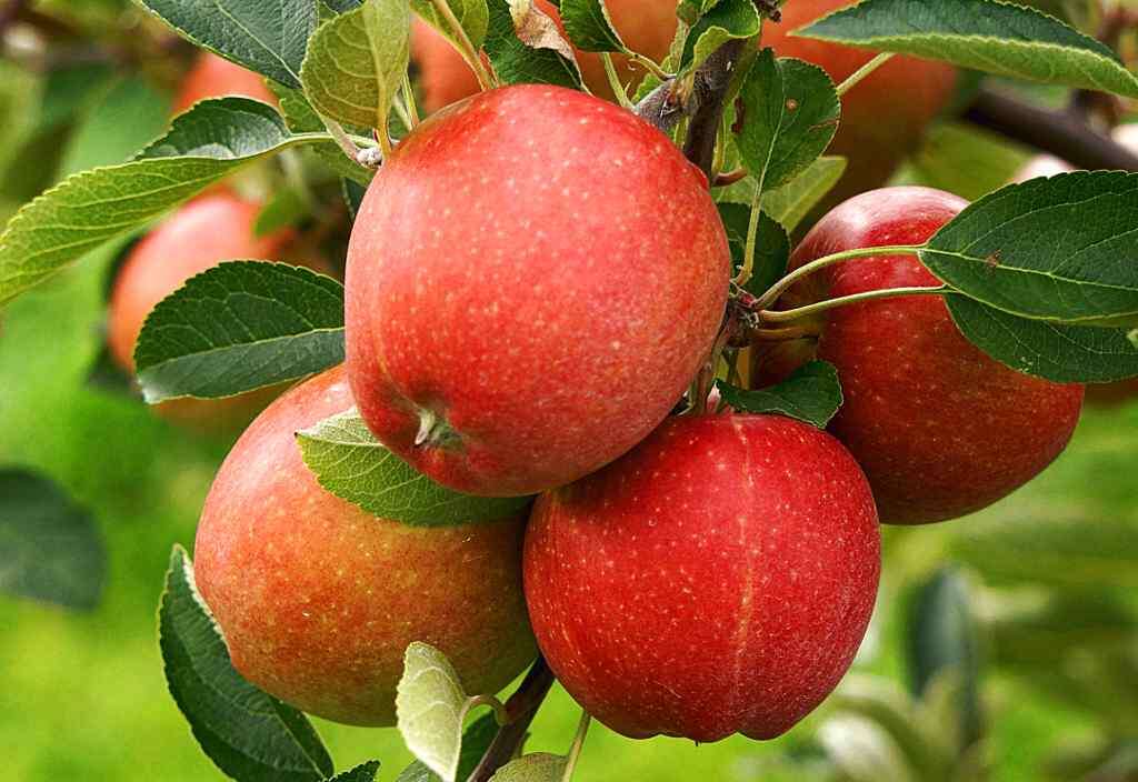 How to Plant and Care for an Apple Tree at your Home Garden?
